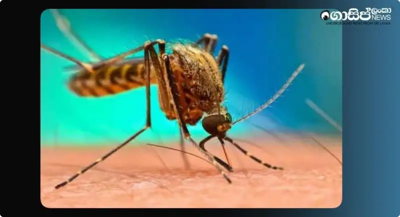 principals-should-be-held-responsible-if-dengue-and-vicuna-carriers-are-found-in-school-premises principals-should-be-held-responsible-if-dengue-and-vicuna-carriers-are-found-in-school-premises