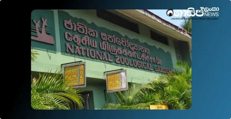 pigeon-theft-at-dehiwala-zoo pigeon-theft-at-dehiwala-zoo