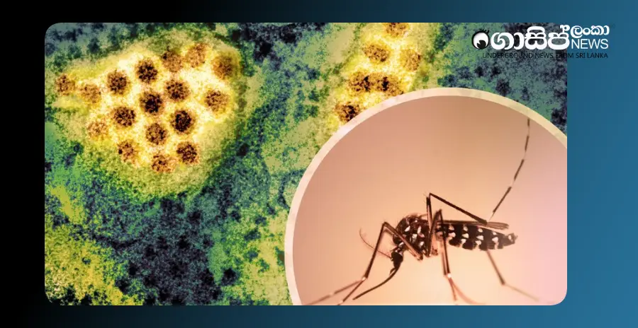 after-the-disaster-dengue-followed