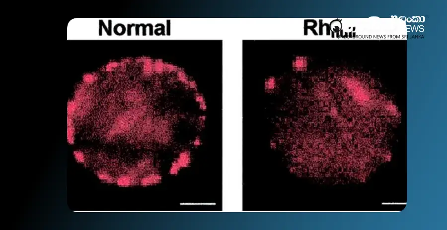 golden-blood-the-latest-survival-mission-in-the-laboratory