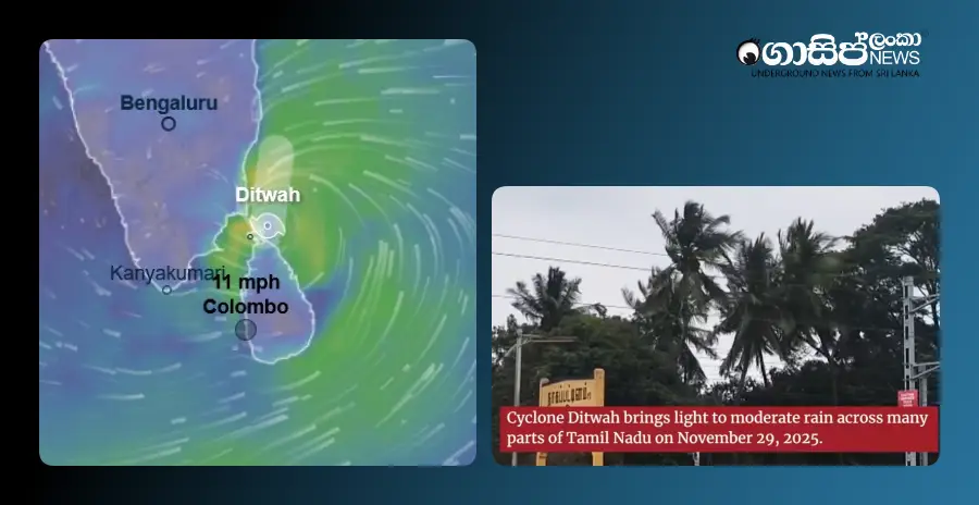 ditva-leaves-killing-over-a-hundred-trees-are-shaking-in-tamil-nadu