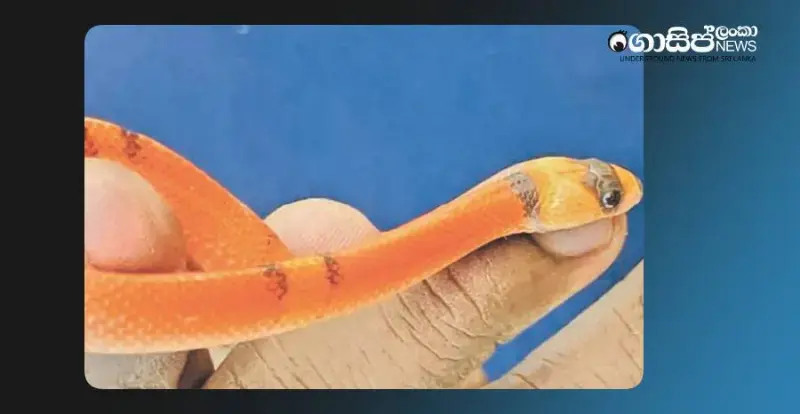 Yellow-tailed deer stolen from Dehiwala Zoo