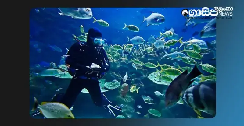 a-young-man-who-went-diving-to-catch-ornamental-fish-in-the-bambalapitiya-sea-got-stuck-in-a-rock-and-died