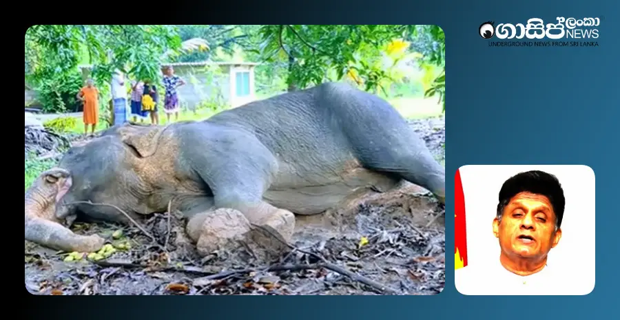 sajith-is-angry-over-the-burning-of-an-elephant-in-mihintale