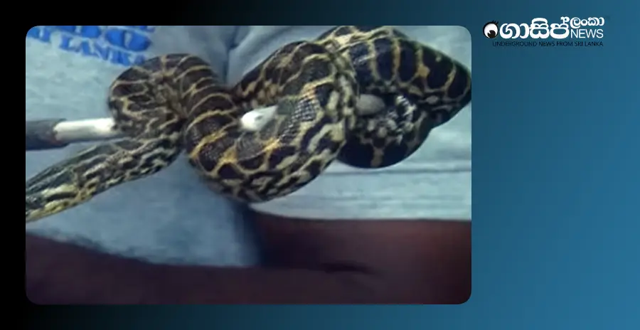 gomissing-anaconda-found-at-zoo-attempted-theft-included