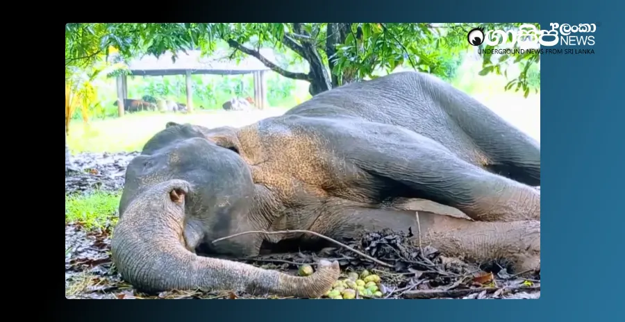 UNIVERSITY-student-who-burnt-and-killed-a-disabled-elephant-to-court