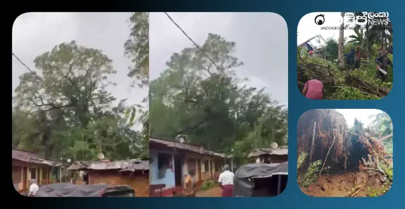 a-bo-tree-in-thebuwana-kalutara-falls-leaving-5-families-helpless-video a-bo-tree-in-thebuwana-kalutara-falls-leaving-5-families-helpless-video