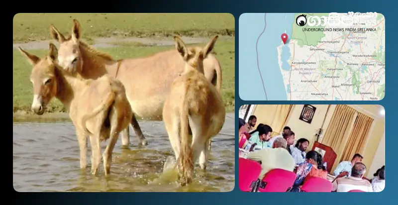 A Sri Lankan entrepreneur plans to start a donkey milk industry in Kalpitiya