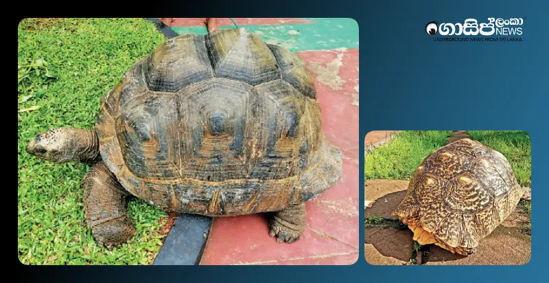 investigations-into-turtles-suspected-of-having-arrived-in-sri-lanka-by-sea-from-seychelles