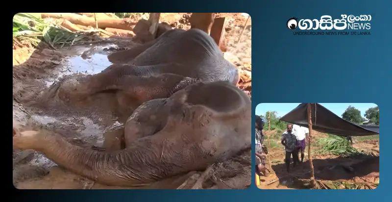 a-difficult-battle-to-save-the-life-of-an-elephant-trapped-in-a-mud-pit-in-matale