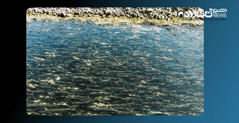 18-million-fish-fry-released-into-freshwater-reservoirs