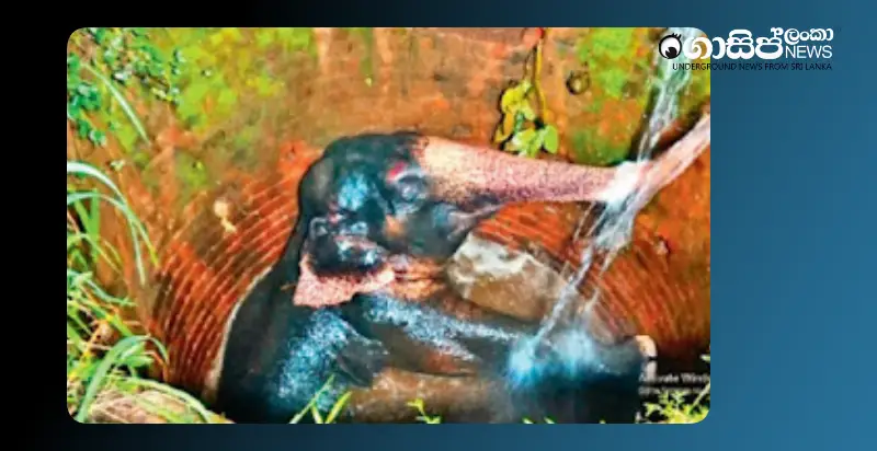 wild-elephant-that-fell-into-a-well-in-the-garden-is-rescued-after-a-6-hour-effort