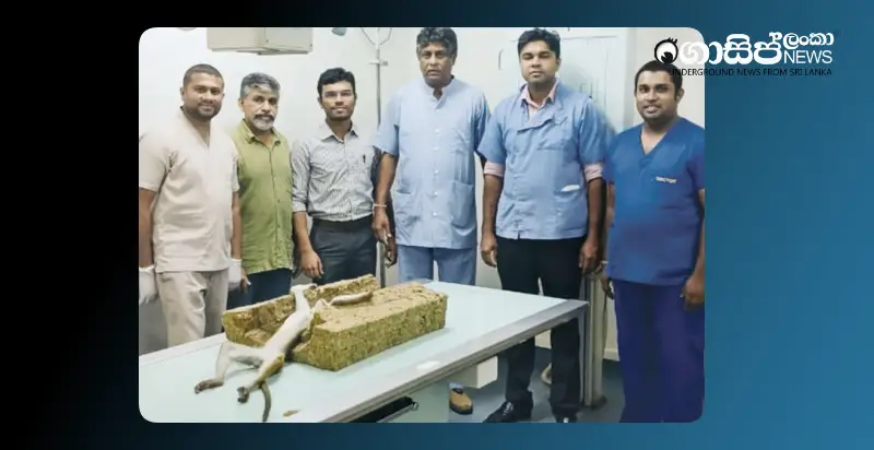 innovative-treatment-method-to-control-the-mosquito-population-insertion-of-snares-into-mosquito-larvae-begins