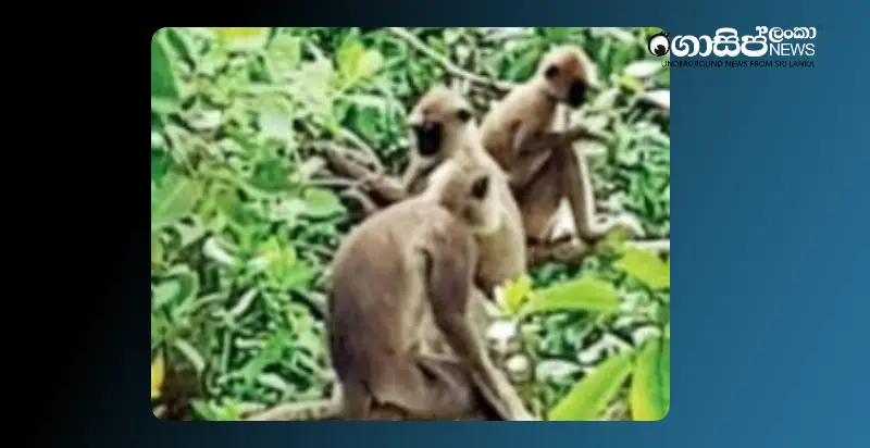 there-will-be-danger-if-hanuman-comes-to-galle-and-plants-trees