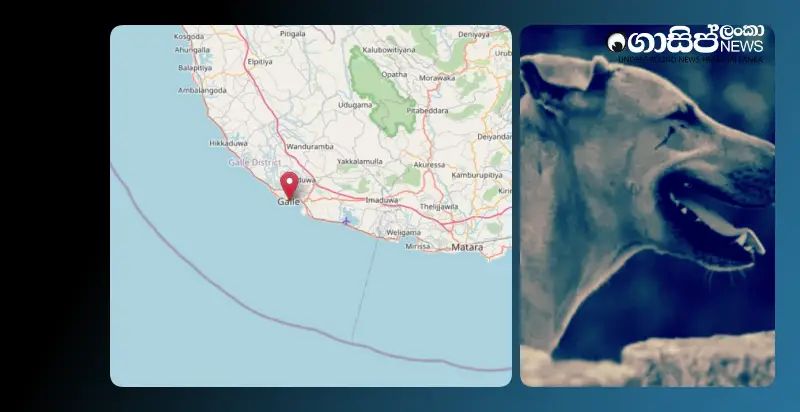 severe-risk-of-deadly-rabies-outbreak-in-galle-district