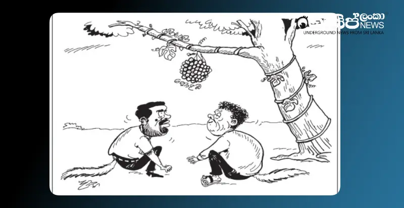 two-foxes-waiting-to-eat-grapes-in-colombo-tuesday-cartoon