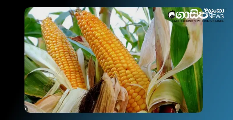 government-approval-for-import-of-standardized-maize-required-for-thriposha-production