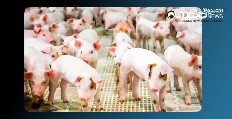 government-task-force-to-revive-collapsed-pork-industry