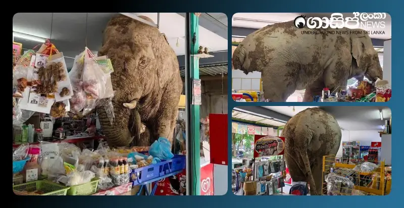 hungry-elephant-breaks-into-supermarket-and-gets-trapped-cctv