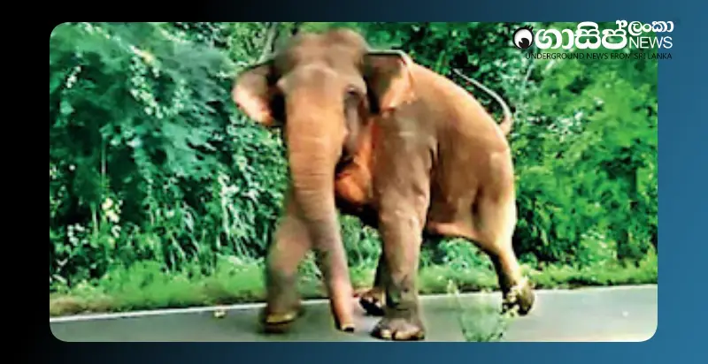 school-children-scared-by-elephant-return-home