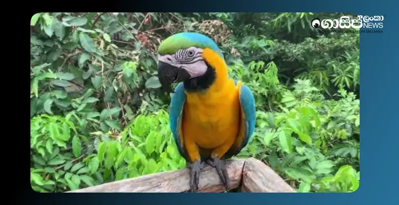 thieves-escape-from-dehiwala-zoo-macaw-parrot-worth-four-and-a-half-lakhs-missing