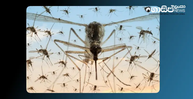 we-cannot-be-responsible-for-dengue-mosquitoes-principals-oppose-circular