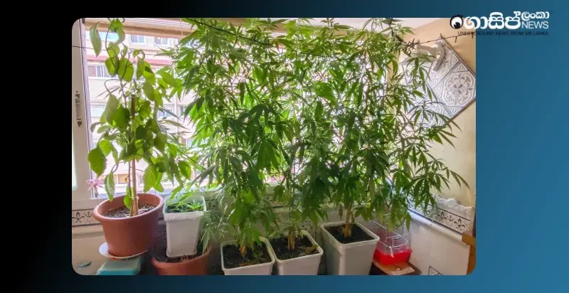 a-super-cannabis-farm-was-built-on-the-top-floor-of-a-two-story-house-in-dehiwala-after-ordering-seeds-online
