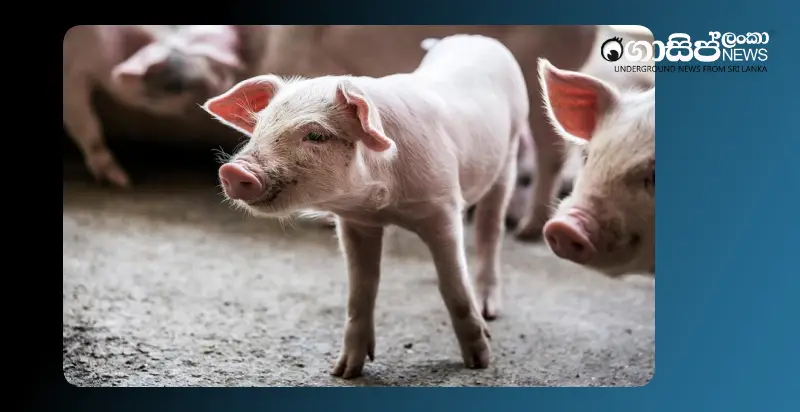 all-divisions-in-sri-lanka-gazetted-as-swine-flu-infected-areas