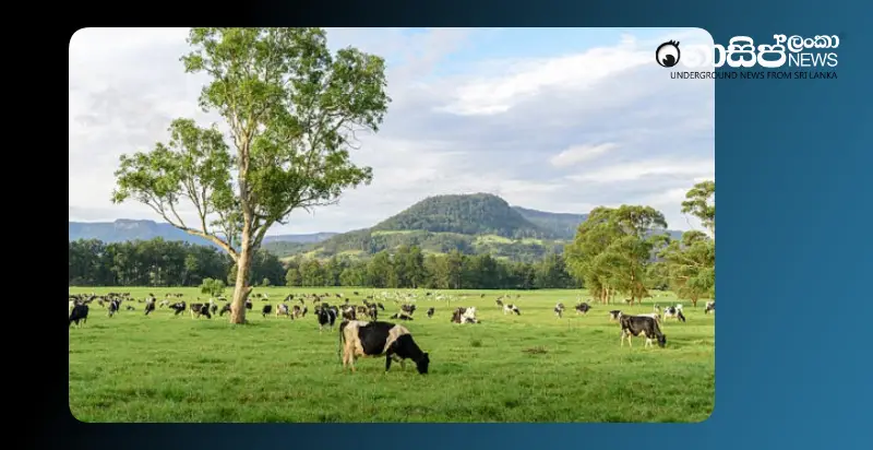 211-million-rupees-were-paid-to-australia-but-not-a-single-dairy-cow-was-brought-back 211-million-rupees-were-paid-to-australia-but-not-a-single-dairy-cow-was-brought-back