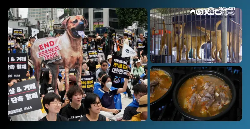 dog-meat-banned-in-south-korea