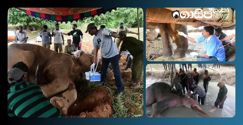 the-condition-of-the-elephant-bhatiya-is-critical