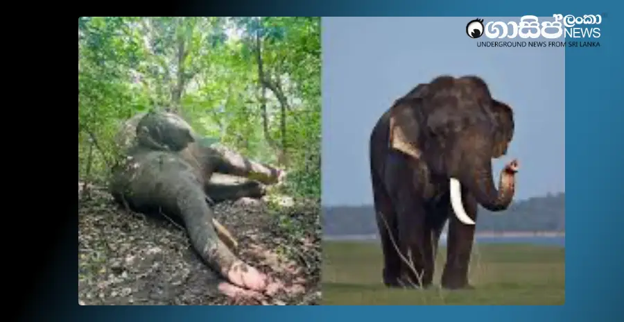 the-daughter-who-gave-the-game-to-an-elderly-mother-was-arrested-by-the-police-within-two-hours