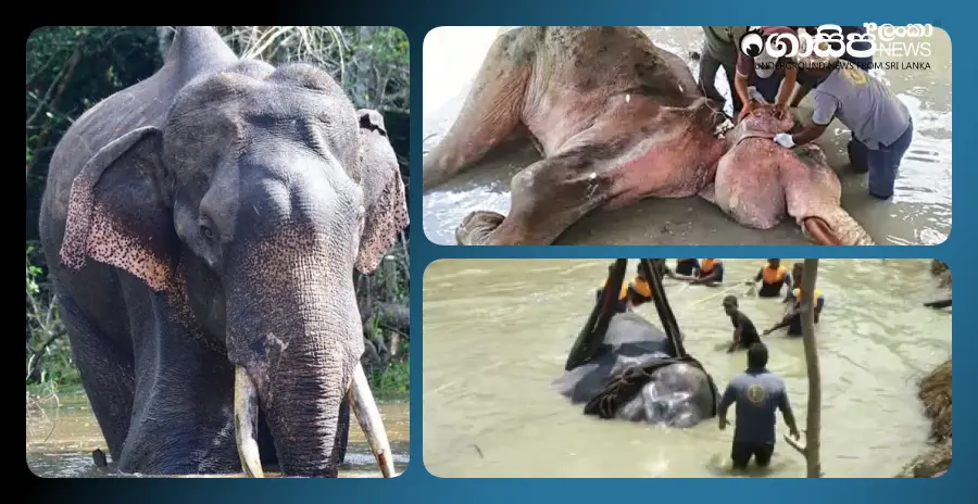 the-elephant-bhathiya-dies