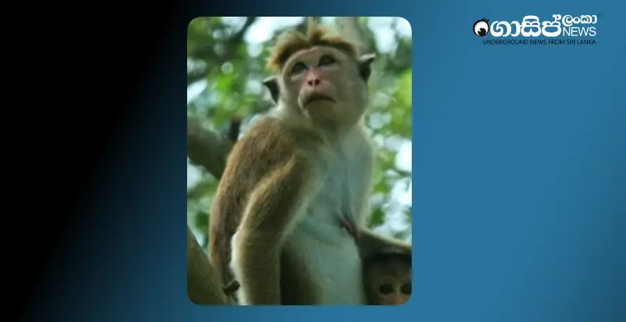 the-rila-issue-ends-in-death