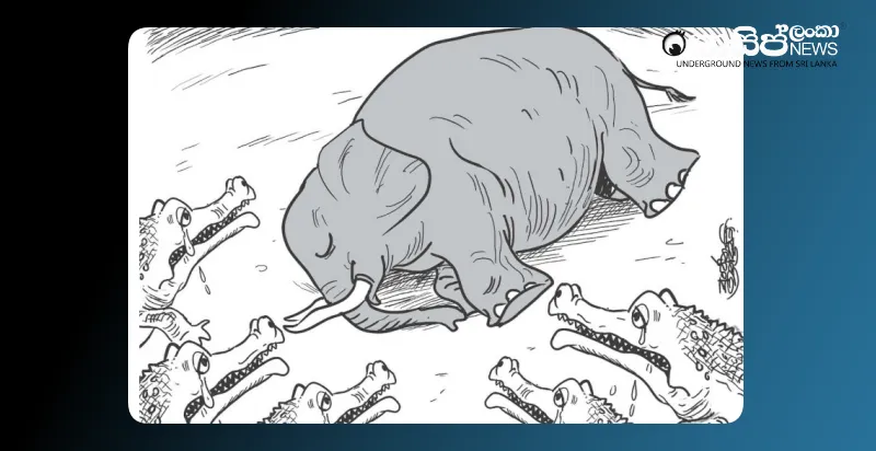 the-elephant-dies-and-the-crocodile-sheds-tears-thursday-cartoon