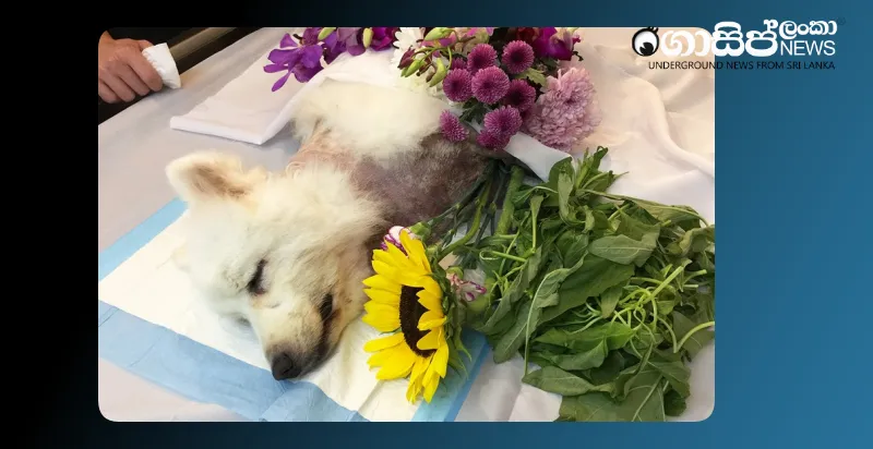 rs-8000-fine-for-illegally-burying-dogs-at-beddagana-public-cemetery