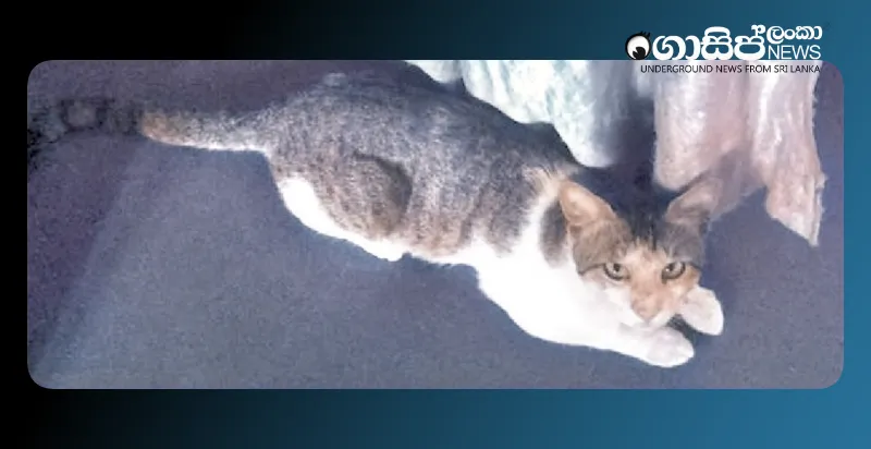 a-cat-walks-72-kilometers-to-reach-an-old-house