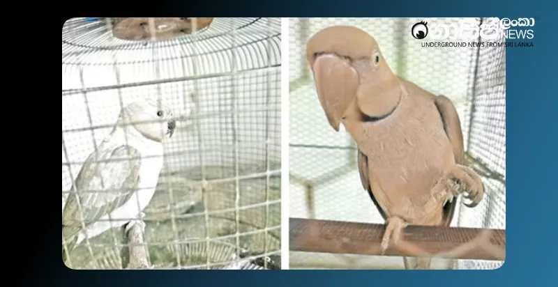 a-grey-parrot-a-parakeet-and-a-lorikeet-are-caught-while-they-are-in-a-cage a-grey-parrot-a-parakeet-and-a-lorikeet-are-caught-while-they-are-in-a-cage