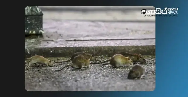 new-york-city-deploys-70-inspectors-to-combat-rats new-york-city-deploys-70-inspectors-to-combat-rats