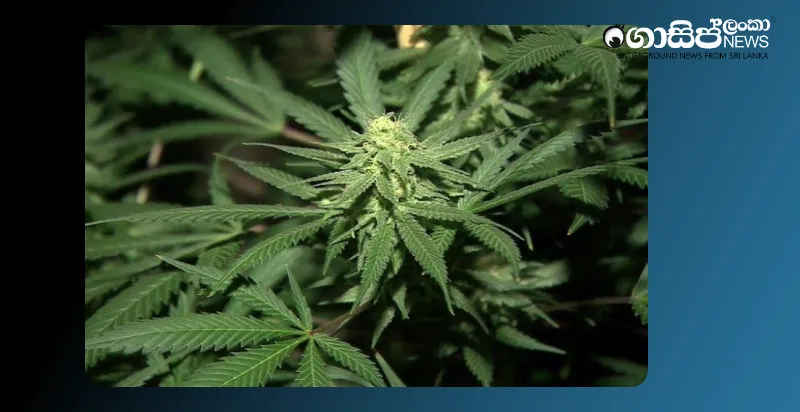 Permission for hemp cultivation for export only; Board of Investment imposes conditions