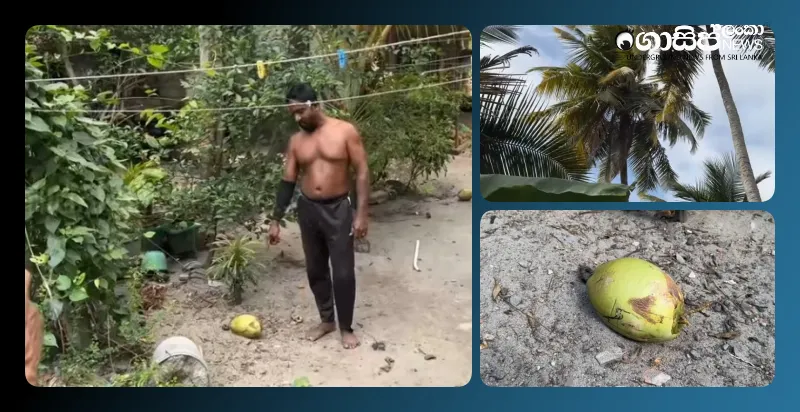 two-year-old-child-dies-after-coconut-falls-on-head-in-wennappuwa two-year-old-child-dies-after-coconut-falls-on-head-in-wennappuwa