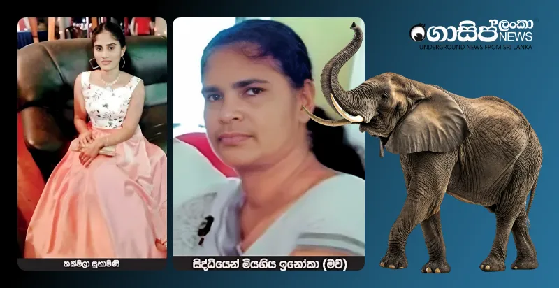 a-mother-and-daughter-who-were-spraying-insecticides-in-the-ambakolawewa-paddy-field-were-killed-by-a-wild-elephant-attack