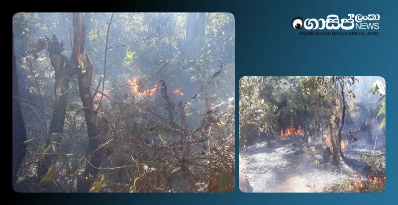 three-and-a-half-acres-destroyed-in-fire-at-sripada-reserve