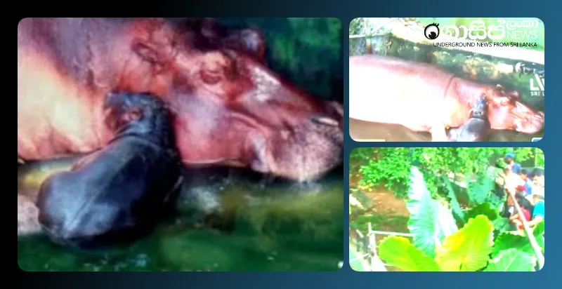 dehiwala-hippopotamus-couple-have-a-baby