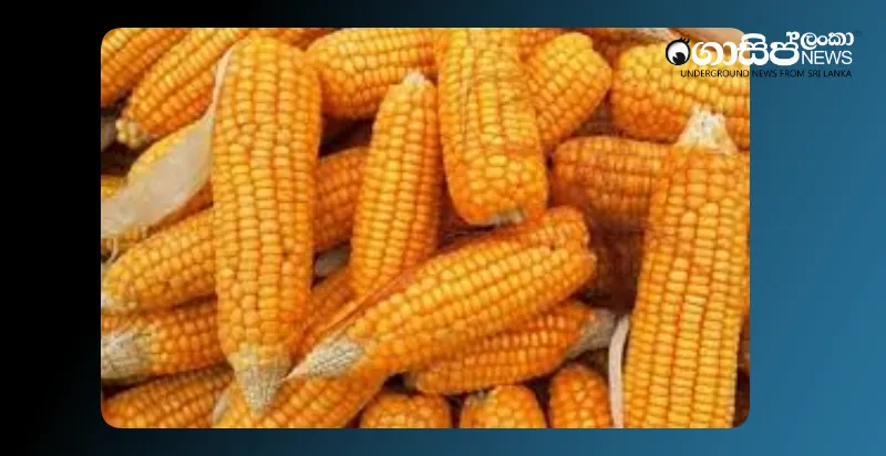 120-million-rupees-were-lost-from-the-corn-brought-to-the-animals