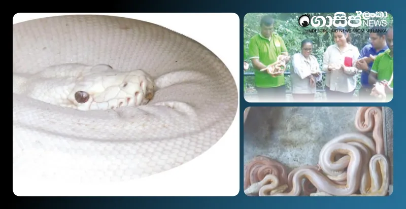 hybrid-python-cubs-born-in-dehiwala-to-be-exhibited-soon