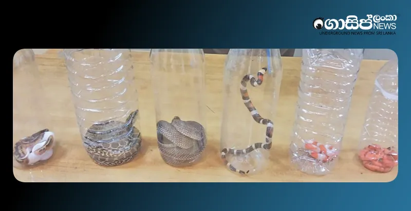 woman-arrested-in-katunayake-for-bringing-6-exotic-snakes