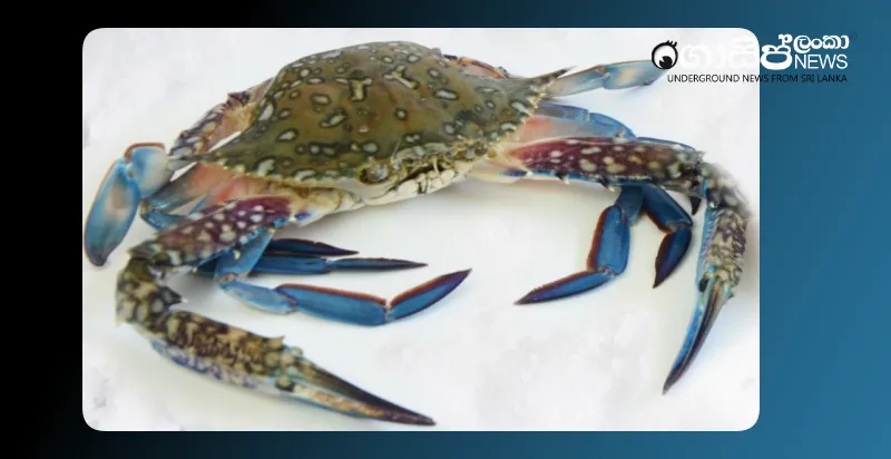 fisherman-arrested-in-tangalle-for-molesting-german-woman-under-the-pretext-of-showing-her-crabs