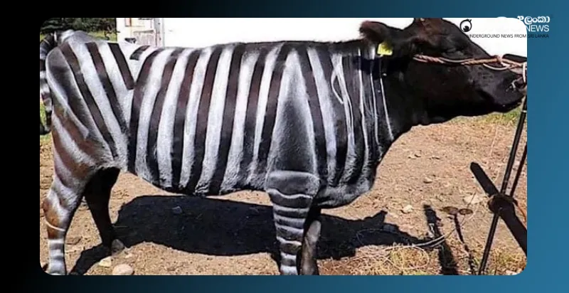 coloring-cows-bodies-like-zebras-can-protect-them-from-flies coloring-cows-bodies-like-zebras-can-protect-them-from-flies