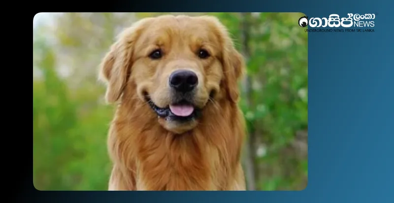 those-who-stole-the-dog-of-the-biyagama-actress-were-caught